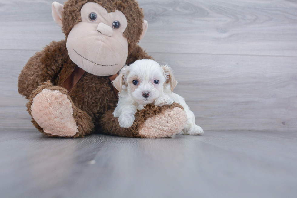 Happy Maltipoo Baby