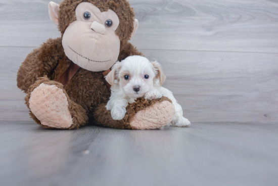 Happy Maltipoo Baby