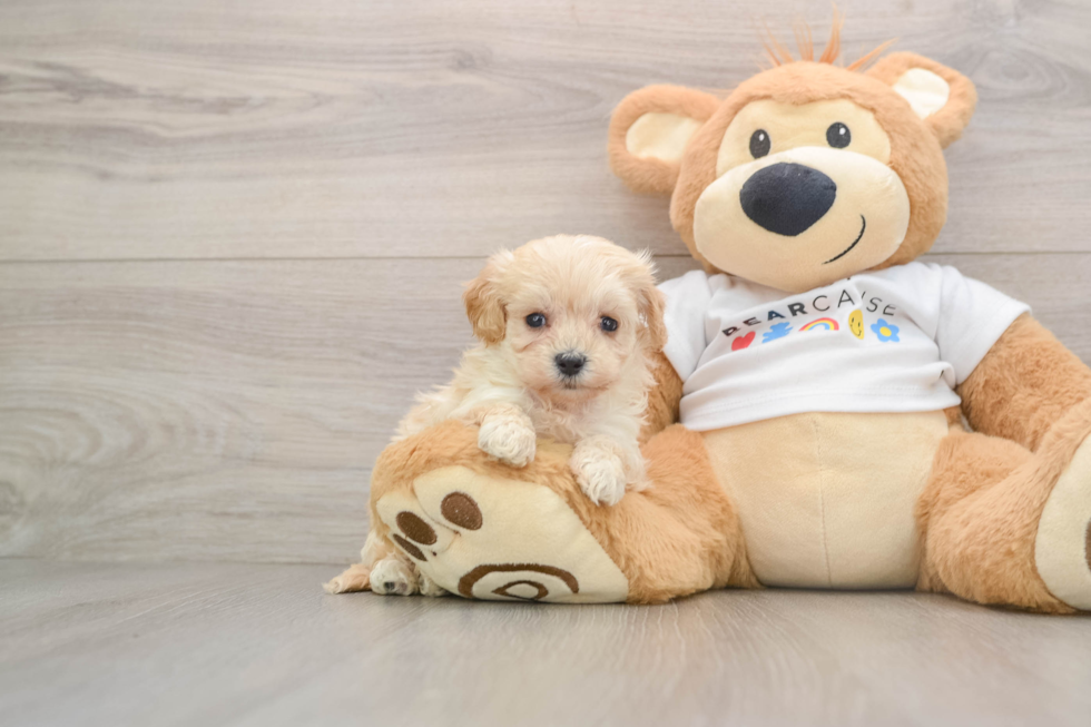 Adorable Maltese Poodle Poodle Mix Puppy