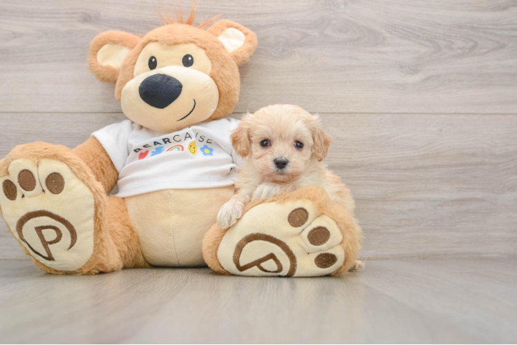 Petite Maltipoo Poodle Mix Pup