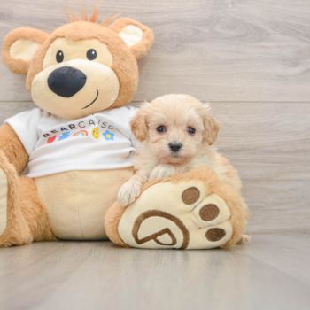 Petite Maltipoo Poodle Mix Pup