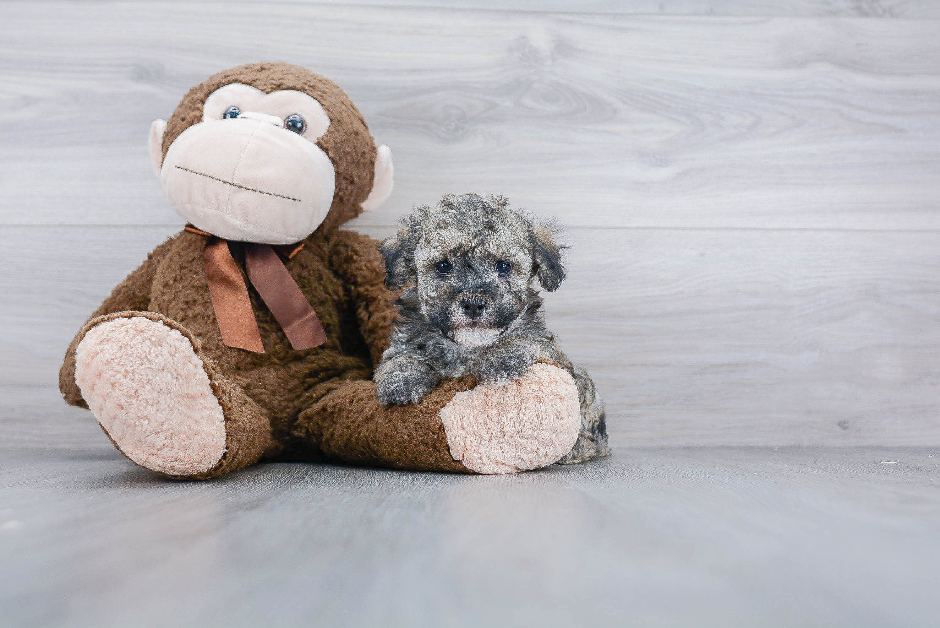 Energetic Maltepoo Poodle Mix Puppy
