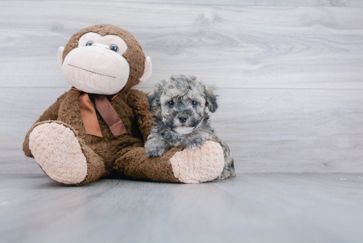 Energetic Maltepoo Poodle Mix Puppy