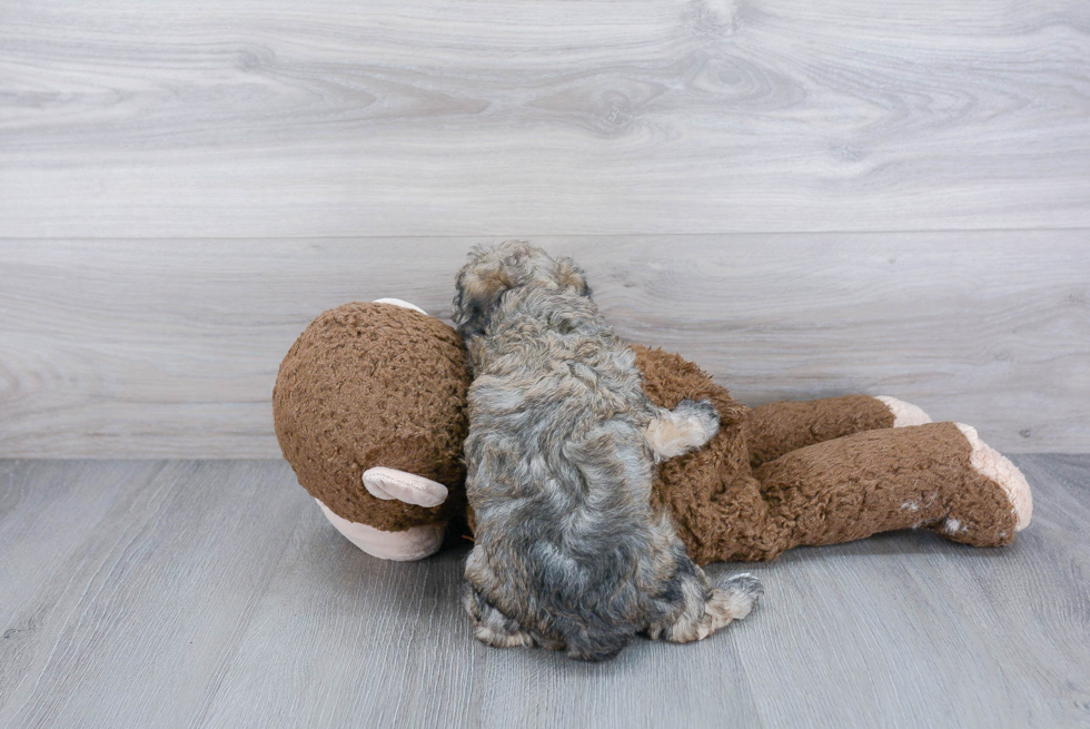 Smart Maltipoo Poodle Mix Pup