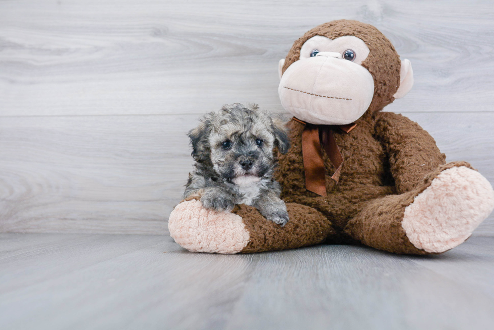 Friendly Maltipoo Baby