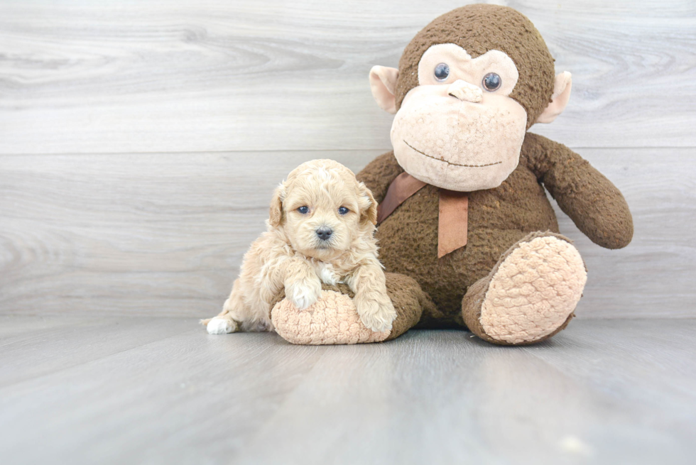 Energetic Maltese Poodle Poodle Mix Puppy