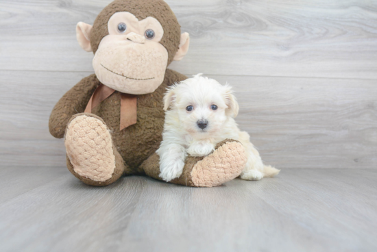 Fluffy Maltipoo Poodle Mix Pup