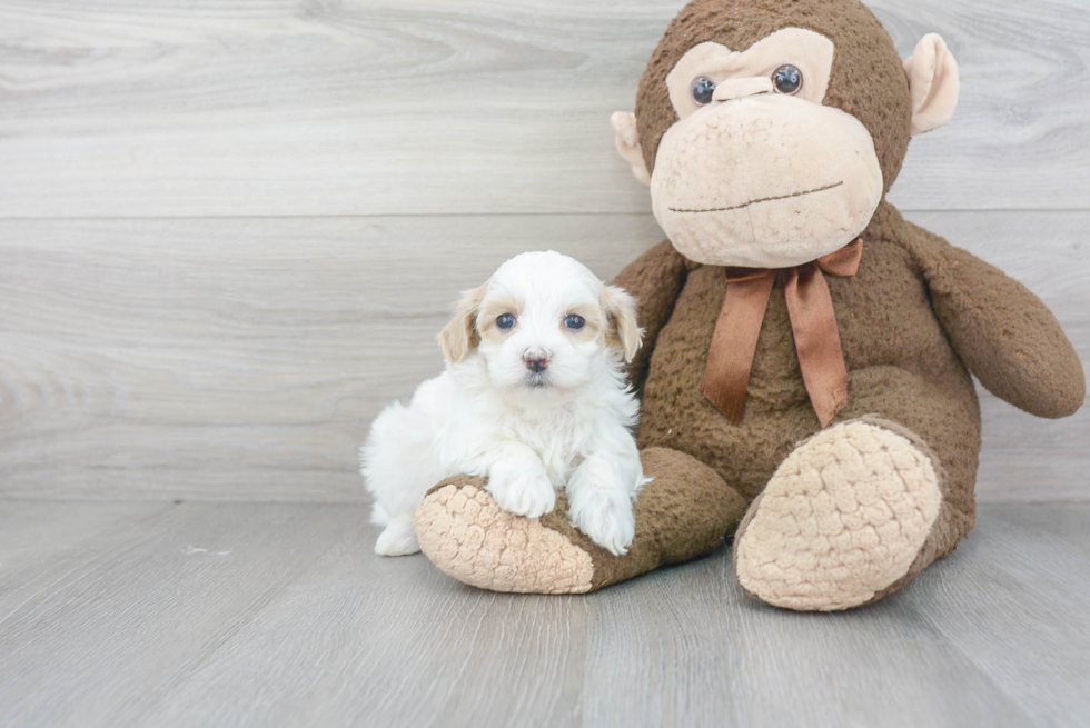 Small Maltipoo Baby