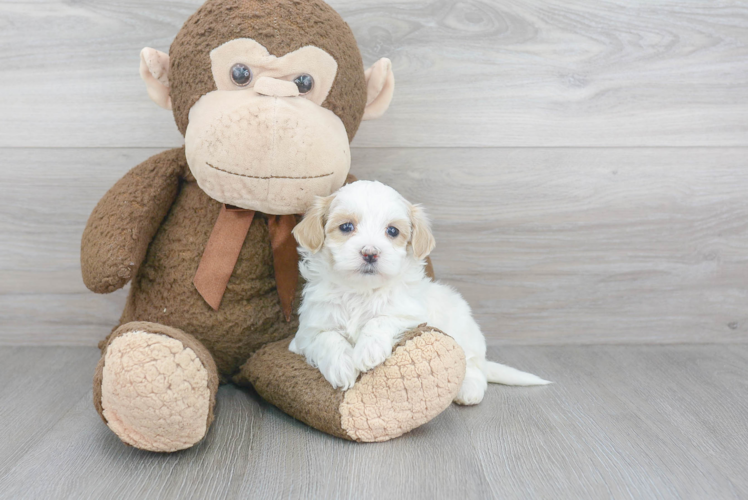 Maltipoo Puppy for Adoption