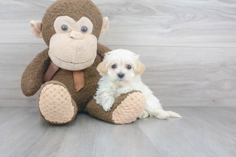 Maltipoo Puppy for Adoption