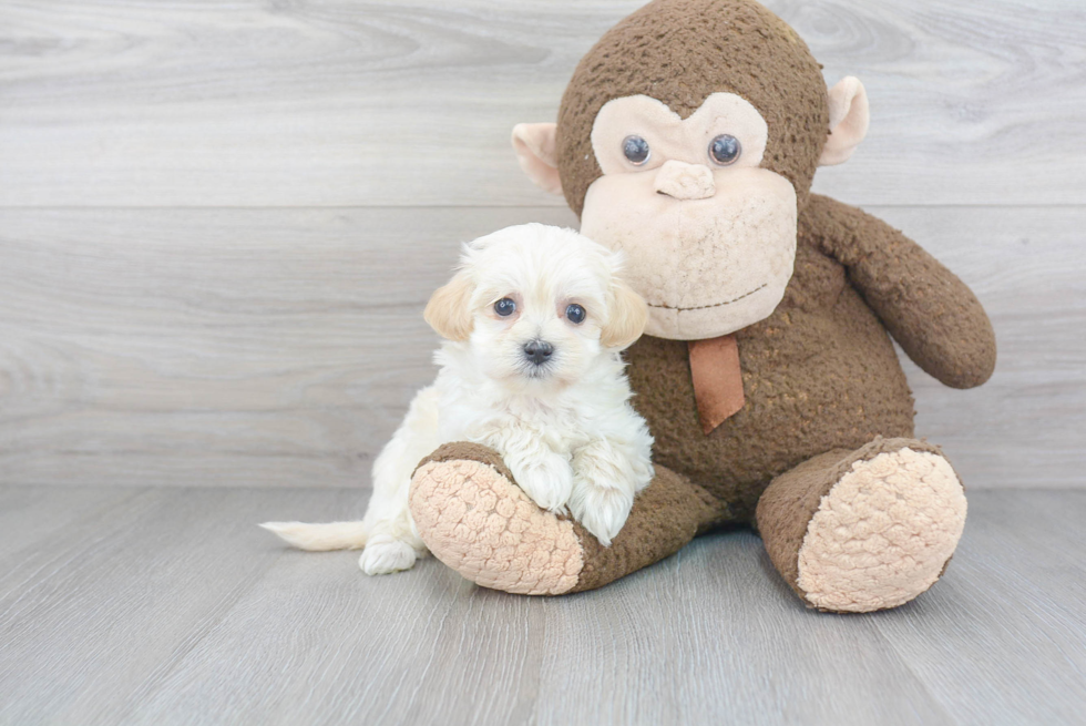 Maltipoo Puppy for Adoption