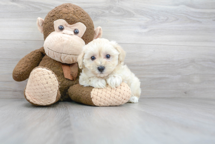 Adorable Maltepoo Poodle Mix Puppy