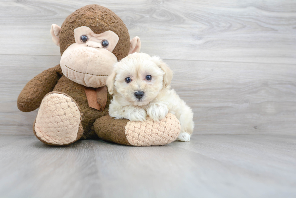 Adorable Maltepoo Poodle Mix Puppy