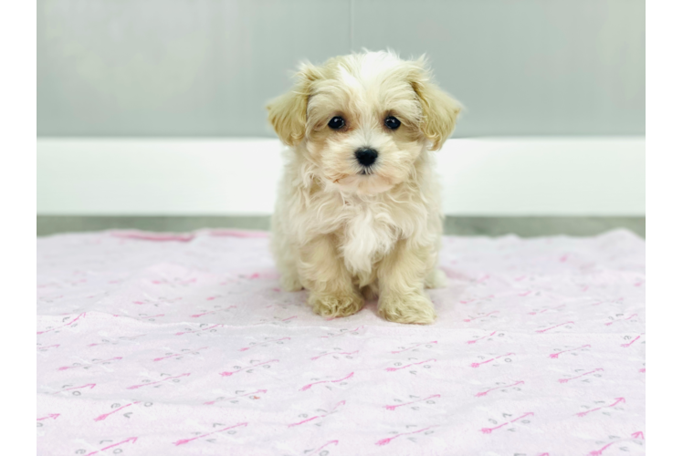 Popular Maltipoo Poodle Mix Pup