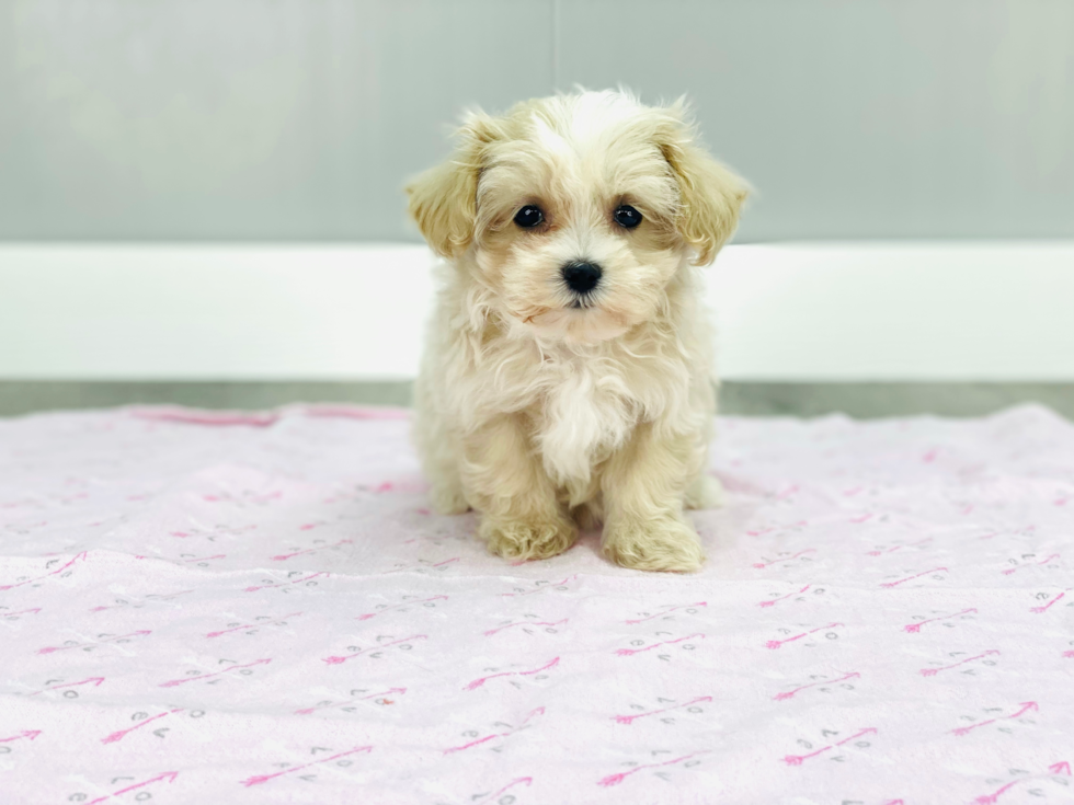 Popular Maltipoo Poodle Mix Pup