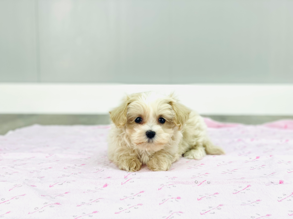 Cute Maltipoo Baby