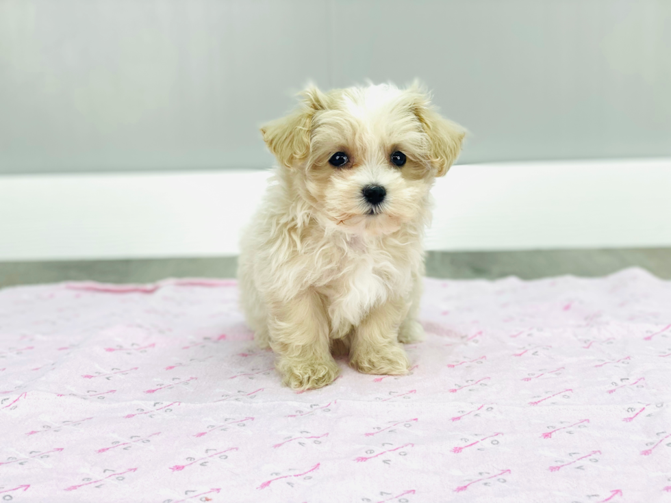 Energetic Maltese Poodle Poodle Mix Puppy