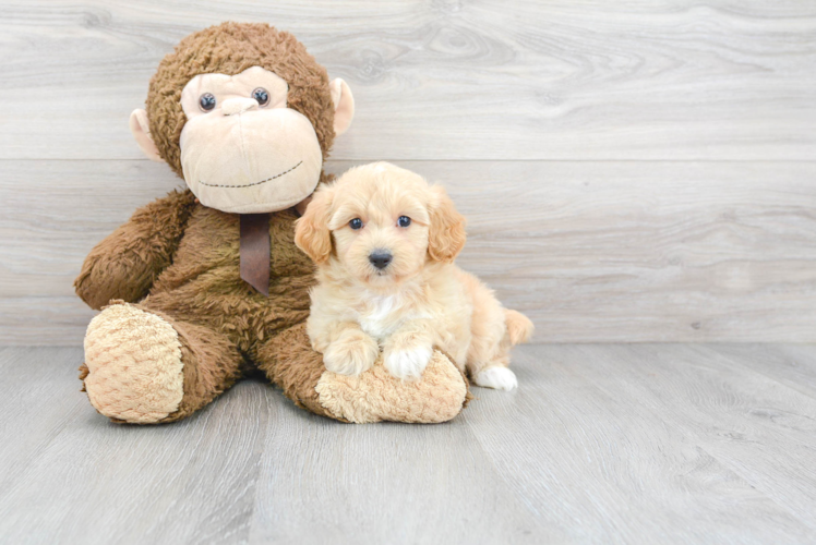 Maltipoo Puppy for Adoption