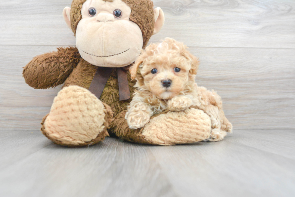 Energetic Maltese Poodle Poodle Mix Puppy