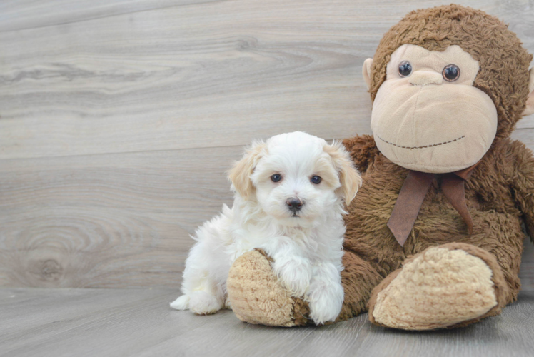 Maltipoo Pup Being Cute