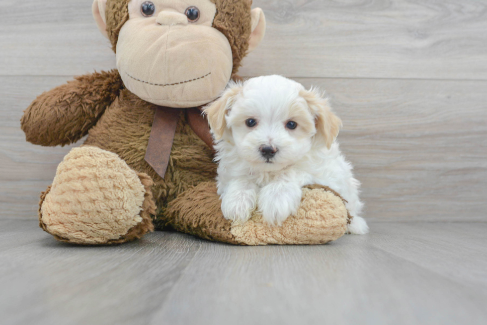 Adorable Maltese Poodle Poodle Mix Puppy