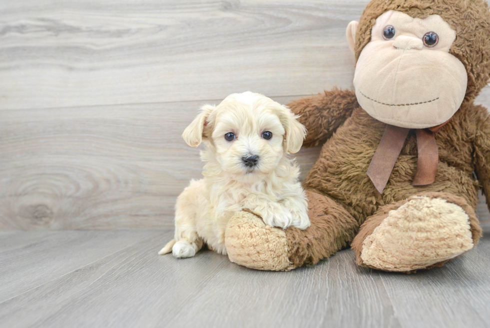 Little Maltepoo Poodle Mix Puppy