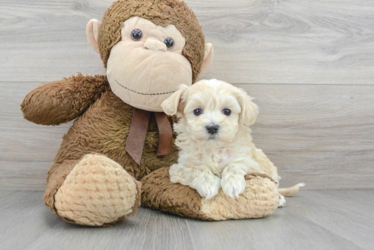 Energetic Maltese Poodle Poodle Mix Puppy