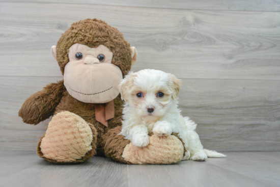 Playful Maltese Poodle Poodle Mix Puppy