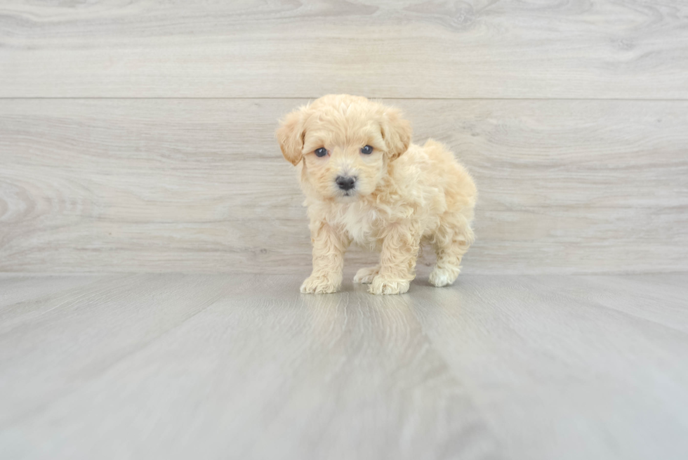 Happy Maltipoo Baby