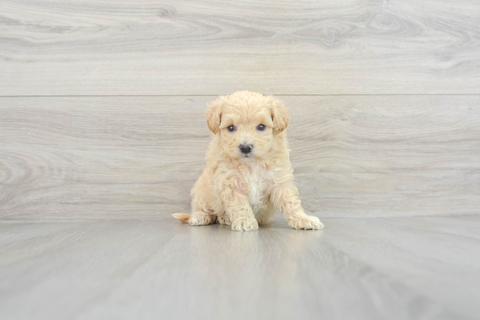 Fluffy Maltipoo Poodle Mix Pup