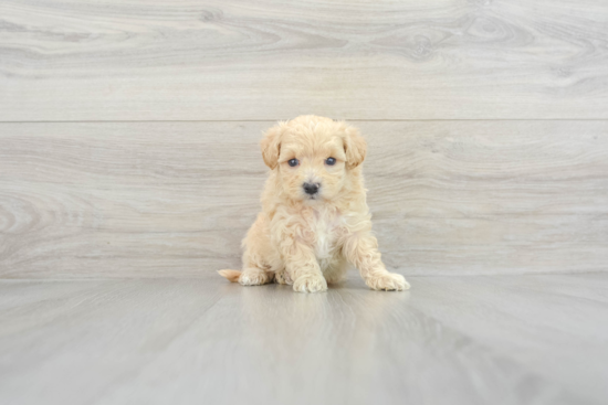 Fluffy Maltipoo Poodle Mix Pup