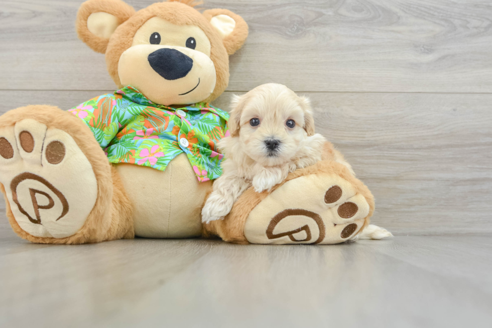 Best Maltipoo Baby