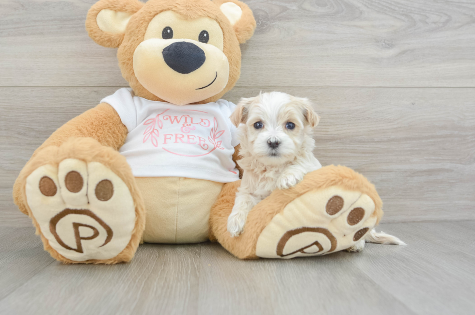 5 week old Maltipoo Puppy For Sale - Premier Pups