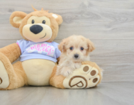 7 week old Maltipoo Puppy For Sale - Premier Pups