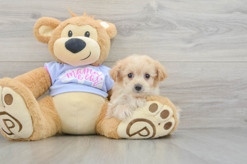 8 week old Maltipoo Puppy For Sale - Premier Pups