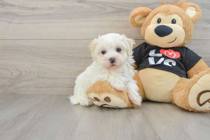 Meet Clay - our Maltipoo Puppy Photo 1/3 - Premier Pups