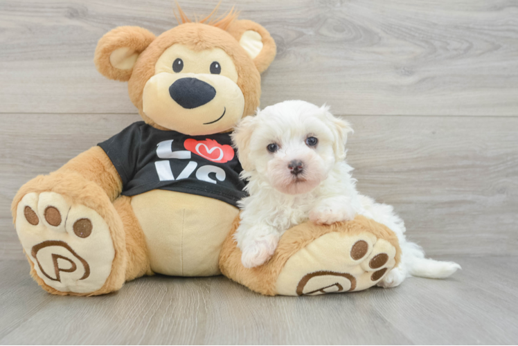 Playful Maltidoodle Poodle Mix Puppy