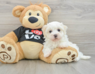 8 week old Maltipoo Puppy For Sale - Premier Pups