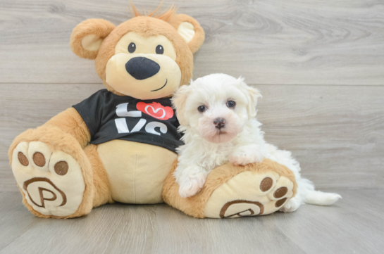 Playful Maltidoodle Poodle Mix Puppy