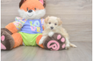 Hypoallergenic Malt Oodle Poodle Mix Puppy