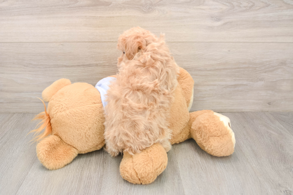 Best Maltipoo Baby