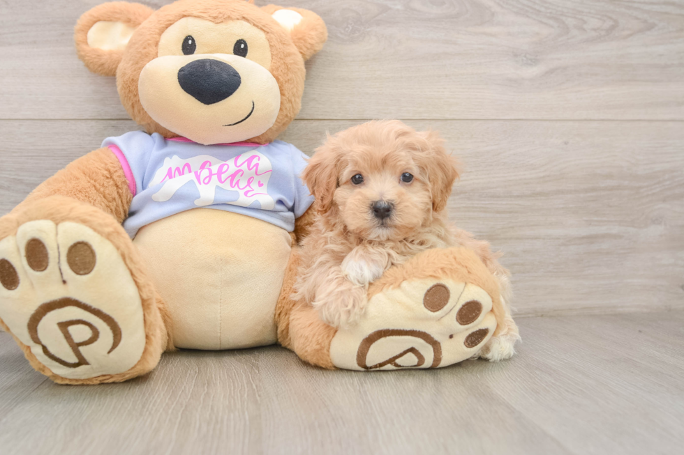 Maltipoo Puppy for Adoption