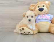 8 week old Maltipoo Puppy For Sale - Premier Pups