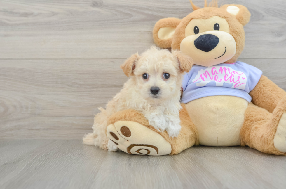 7 week old Maltipoo Puppy For Sale - Premier Pups