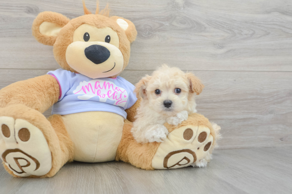 Little Maltese Poodle Poodle Mix Puppy