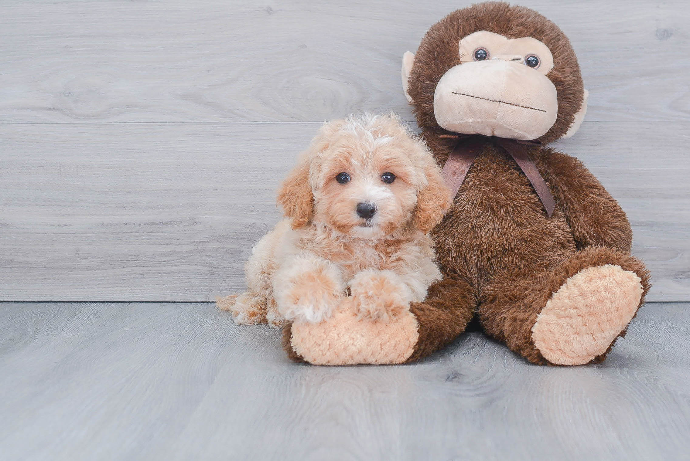 Petite Maltipoo Poodle Mix Pup