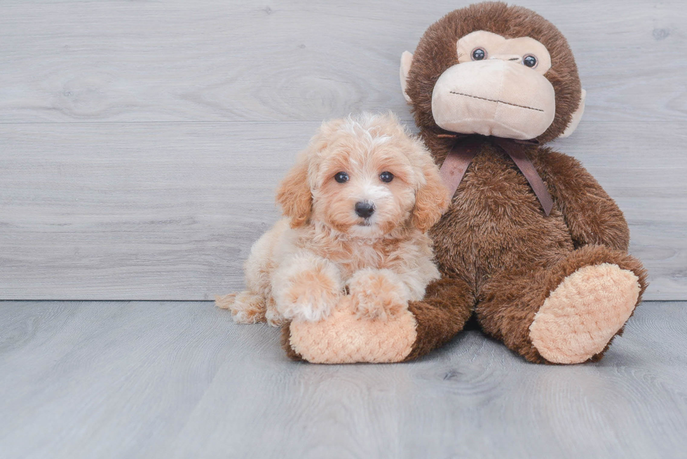 Petite Maltipoo Poodle Mix Pup