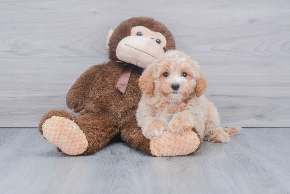 Best Maltipoo Baby