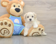 7 week old Maltipoo Puppy For Sale - Premier Pups