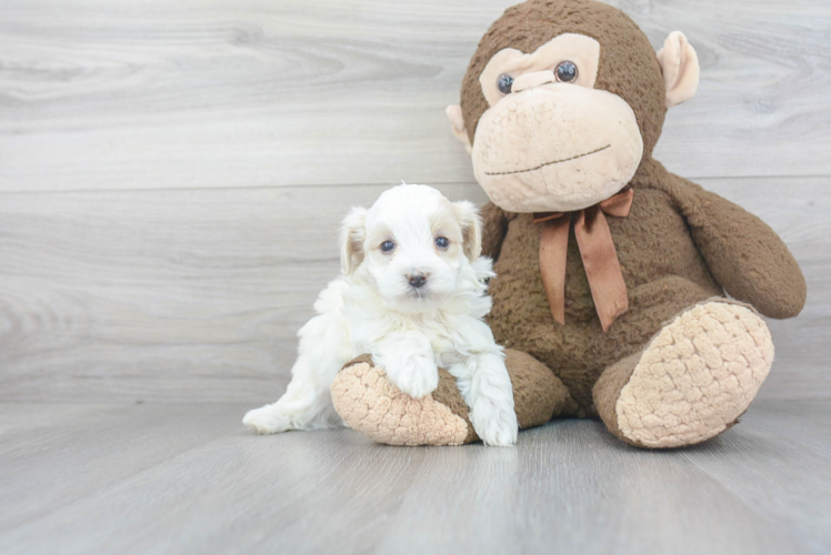 Maltipoo Pup Being Cute